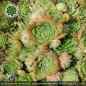 Preview: Sempervivum x fauconnetii thomayeri PH1937