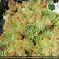 Preview: Sempervivum x fauconnetii thomayeri PH1937