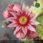 Preview: Sempervivum x fauconnetii thomayeri PH1937