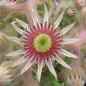 Preview: Blüte, aufgenommen am 7.7.2010