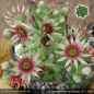 Preview: Sempervivum cantabricum PH79 ex BULNES