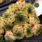 Preview: Sempervivum cantabricum PH79 ex BULNES