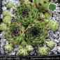 Preview: Sempervivum cantabricum PH79 ex BULNES