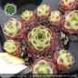 Preview: Sempervivum davisii aff. ex MACKA PH8062