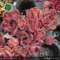 Preview: Sempervivum 'Philippa'