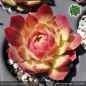 Preview: Sempervivum 'Pink Rockhuhn'