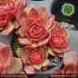 Preview: Sempervivum 'Pink Rockhuhn'