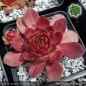 Preview: Sempervivum 'Pink Rockhuhn'