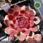 Preview: Sempervivum 'Pink Rockhuhn'