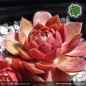 Preview: Sempervivum 'Pink Rockhuhn'