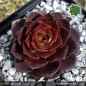 Preview: Sempervivum 'Pink Rockhuhn'