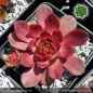 Preview: Sempervivum 'Pink Rockhuhn'