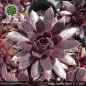 Preview: Sempervivum 'Patent Leather Shoes'