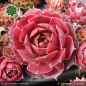 Preview: Sempervivum 'Posthoorn'