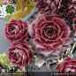Preview: Sempervivum 'Posthoorn'