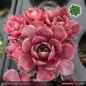 Preview: Sempervivum 'Posthoorn'