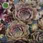 Preview: Sempervivum 'Princess Rose'