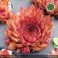 Preview: Sempervivum 'Puro'