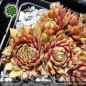 Preview: Sempervivum 'Rectoni' Typ AS