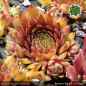 Preview: Sempervivum 'Rectoni' Typ AS