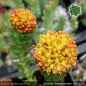 Preview: Rhodiola 'Sternschnuppe'