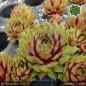 Preview: Sempervivum 'Rubens'