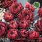 Preview: Sempervivum 'Salt Peanuts'
