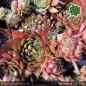 Preview: Sempervivum 'Salt Peanuts'