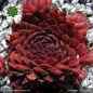 Preview: Sempervivum 'Samwise'