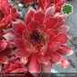 Preview: Sempervivum 'Samwise'