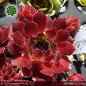 Preview: Sempervivum 'Samwise'