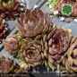 Preview: Sempervivum 'Saruman'
