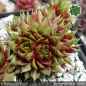 Preview: Sempervivum 'Sauerkrautkoma'