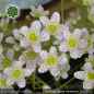 Preview: Saxifraga 'Canis-Dalmatica' Klon