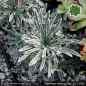 Preview: Saxifraga crustata 'Rex'