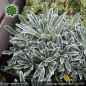 Preview: Saxifraga crustata 'Rex'