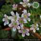 Preview: Saxifraga 'Monarch'
