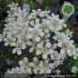 Preview: Saxifraga 'Monarch'