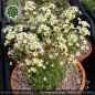 Preview: Saxifraga paniculata "laestadtii"