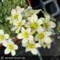Preview: Saxifraga paniculata "laestadtii"