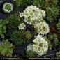 Preview: Saxifraga 'Rainsley Seedling'