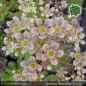 Preview: Saxifraga 'Traumfänger'