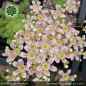 Preview: Saxifraga 'Traumfänger'