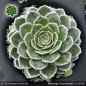 Preview: Saxifraga 'Traumfänger'