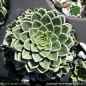 Preview: Saxifraga 'Traumfänger'