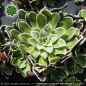 Preview: Saxifraga x churchillii bellunensis