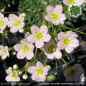 Preview: Saxifraga x churchillii bellunensis