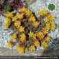 Preview: Sedum lanceolatum