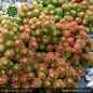 Preview: Sedum lydium