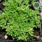 Preview: Sedum sarmentosum